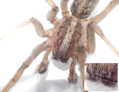 Eratigena sp.