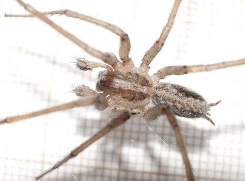 Eratigena sp.