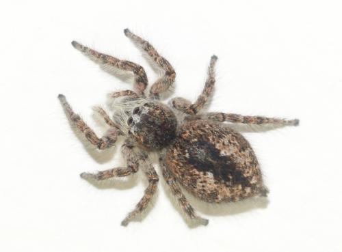 Philaeus chrysops