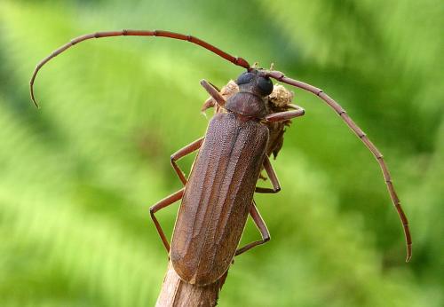 Megopis mutica