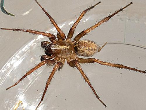 Lycosoides coarctata