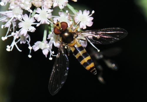 Réf. 78 940 : Meliscaeva cinctella