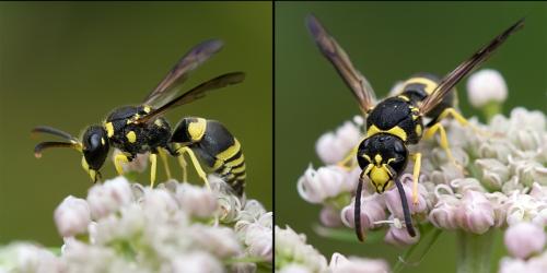 Ancistrocerus sp.