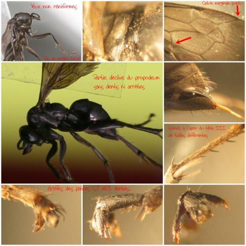 Anoplius nigerrimus