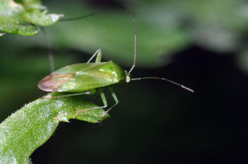Lygocoris pabulinus