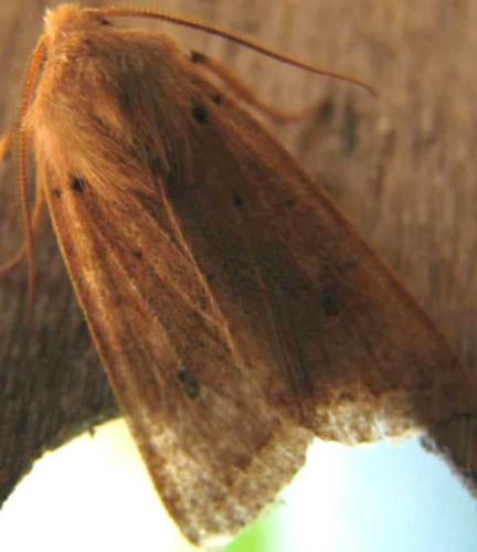Réf. 78 894 : Agrochola macilenta