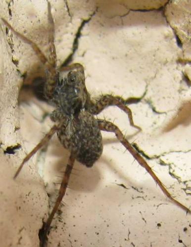 Pardosa sp.