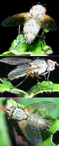 Réf. 78 737 : Solieria sp.
