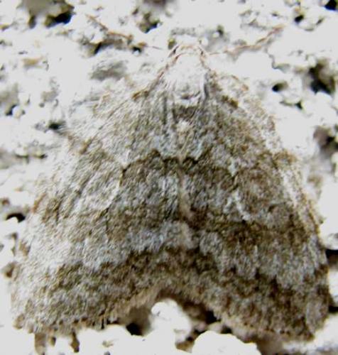 Epirrita sp.