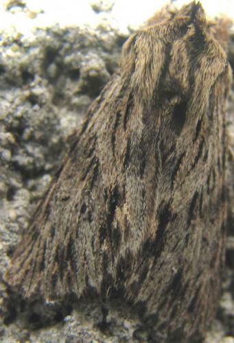 Asteroscopus sphinx