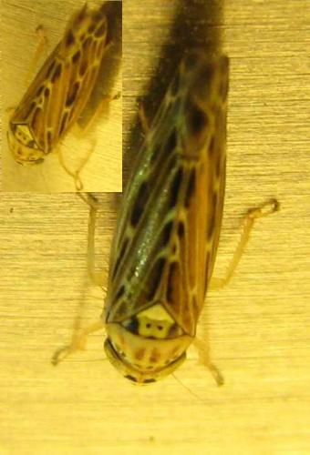 Réf. 78 735 : Lamprotettix nitidulus
