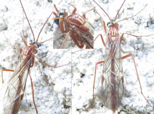 Ophion sp.