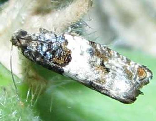 Gypsonoma dealbana