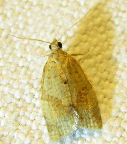 Clepsis consimilana