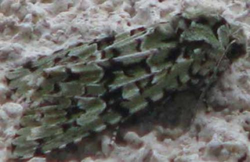 Griposia aprilina