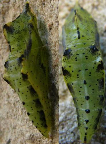 Réf. 78 948 : Pieris napi