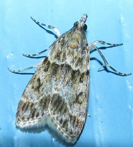 Eudonia mercurella