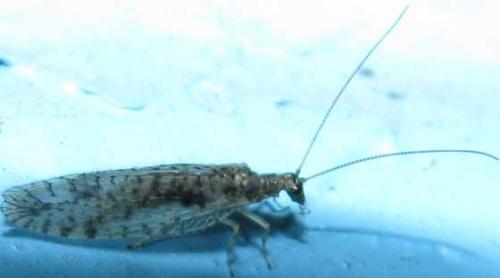Micromus variegatus
