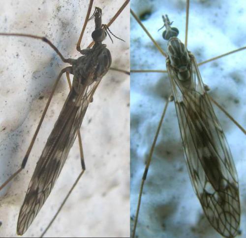 Réf. 78 950 : Tipula sp.
