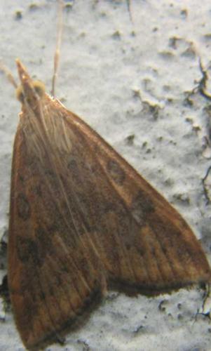Udea ferrugalis