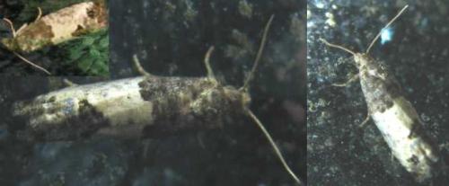Réf. 78 569 : Spilonota ocellana