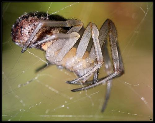 Réf. 78 282 : Steatoda nobilis