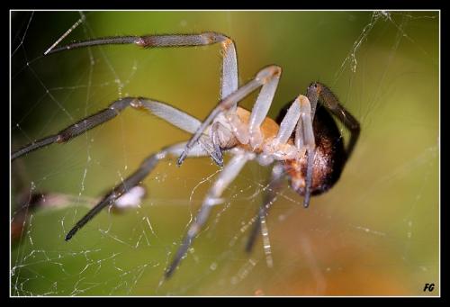 Réf. 78 290 : Steatoda nobilis