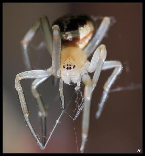 Réf. 78 291 : Steatoda nobilis
