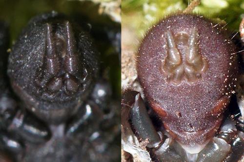 Réf. 78 977 : Atypus sp.