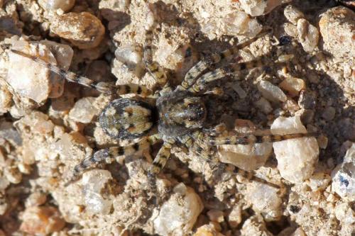 Arctosa perita