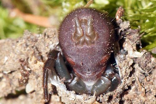 Réf. 78 681 : Atypus sp.