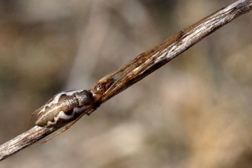Tetragnatha obtusa
