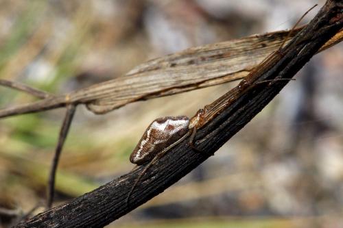 Tetragnatha obtusa