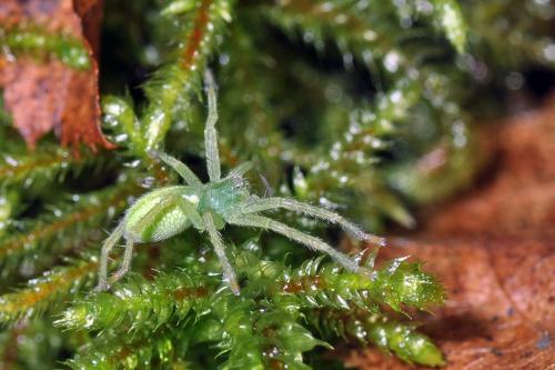 Micrommata sp.