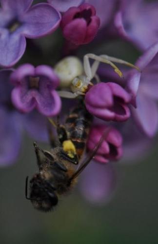 Misumena vatia
