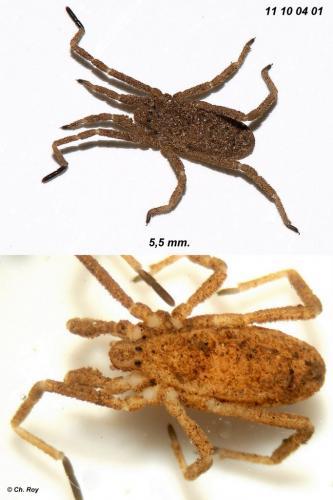 Trogulus sp.