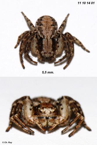Psammitis sabulosus