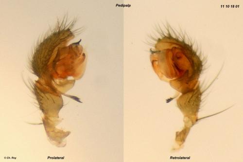 Tallusia experta