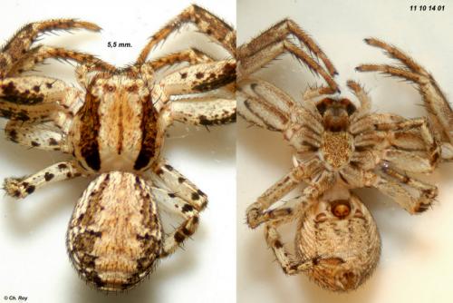 Psammitis sabulosus