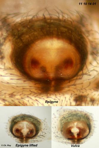 Réf. 78 353 : Psammitis sabulosus