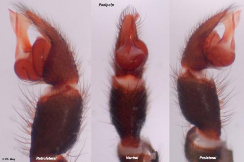 Atypus affinis