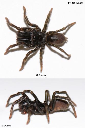 Atypus affinis