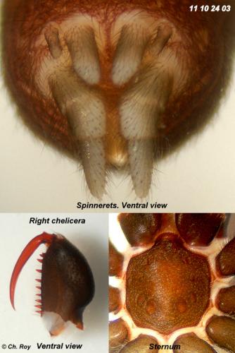 Atypus affinis