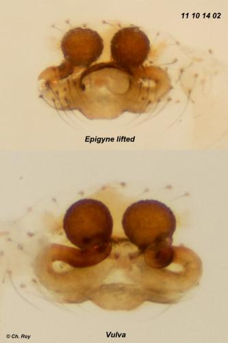 Réf. 78 357 : Phylloneta impressa