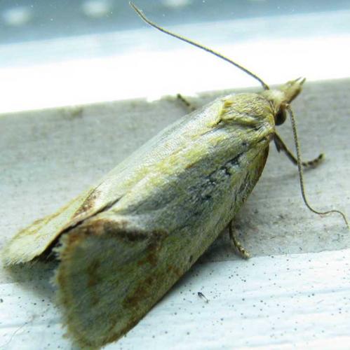 Réf. 78 671 : Agapeta hamana
