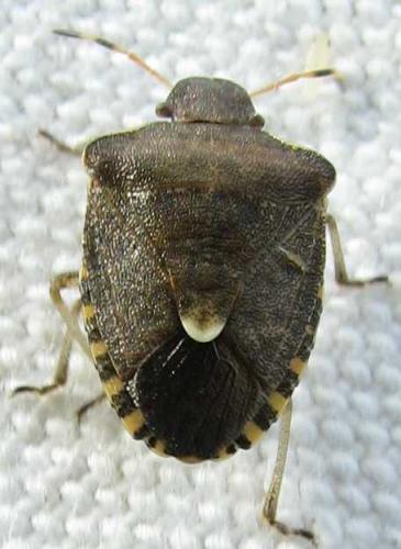 Peribalus strictus vernalis