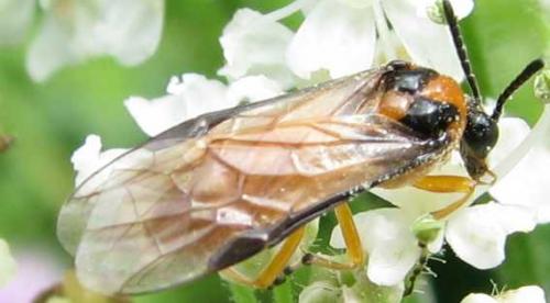 Réf. 78 431 : Athalia rosae