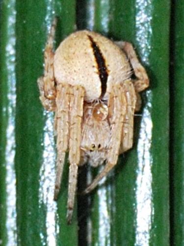 Agalenatea redii