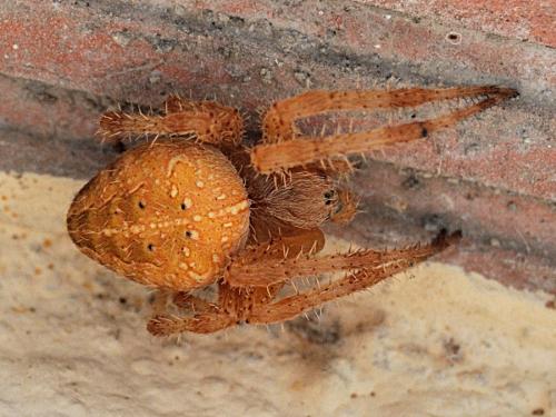 Araneus diadematus