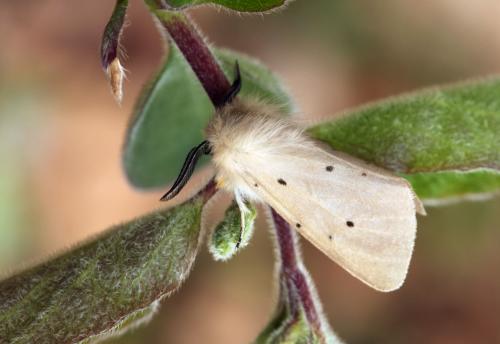 Diaphora mendica